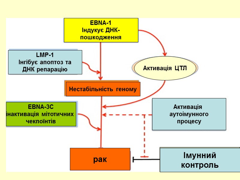 EBNA-1 Індукує ДНК- пошкодження LMP-1 Інгібує апоптоз та ДНК репарацію Нестабільність геному EBNA-3C інактивація
